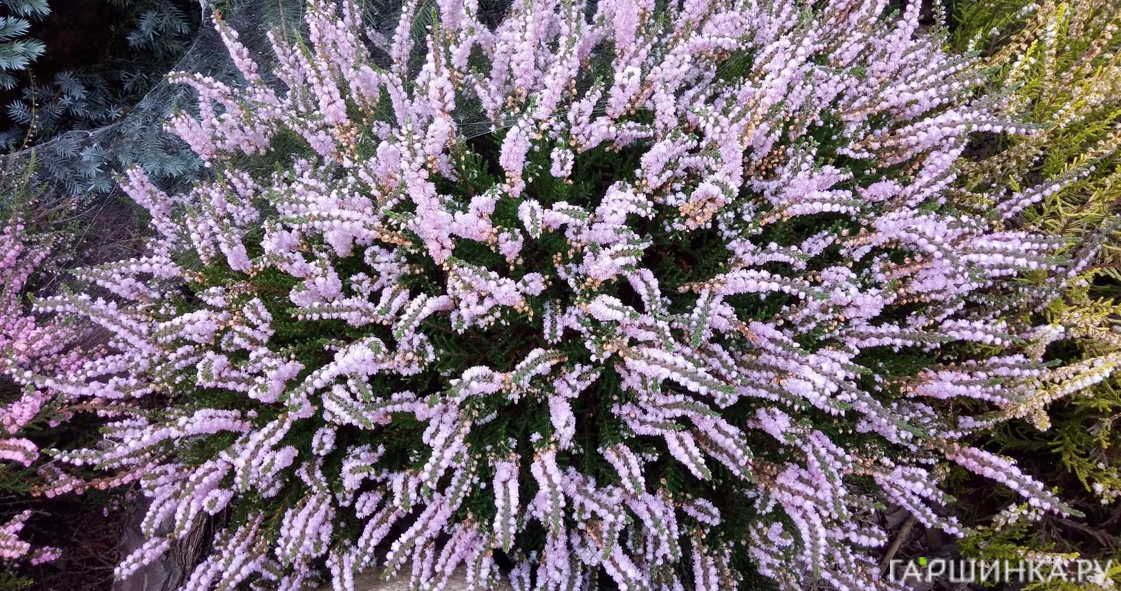 Вереск Раднор