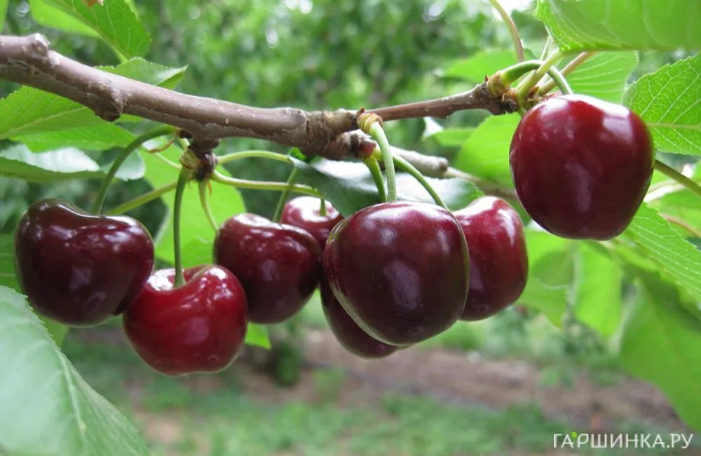 Вишня Морозовка