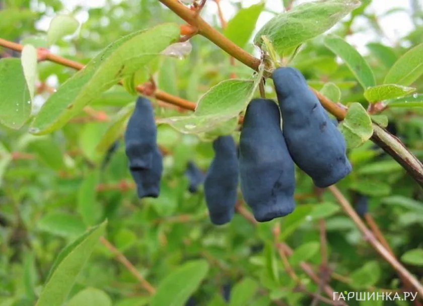 Жимолость Фиалка