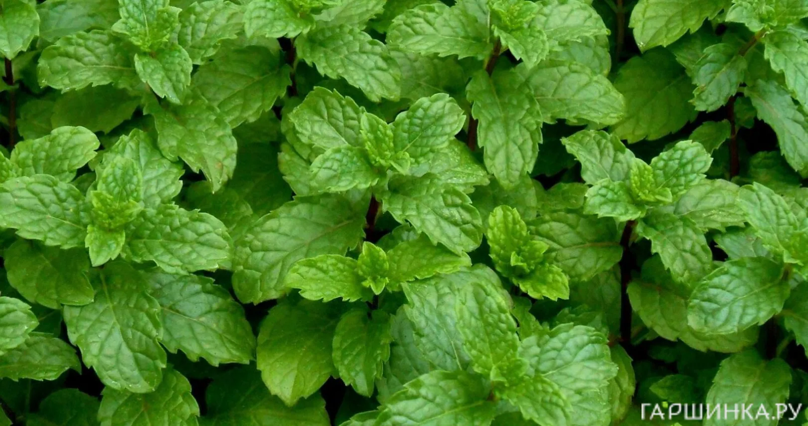 Мята Марокко