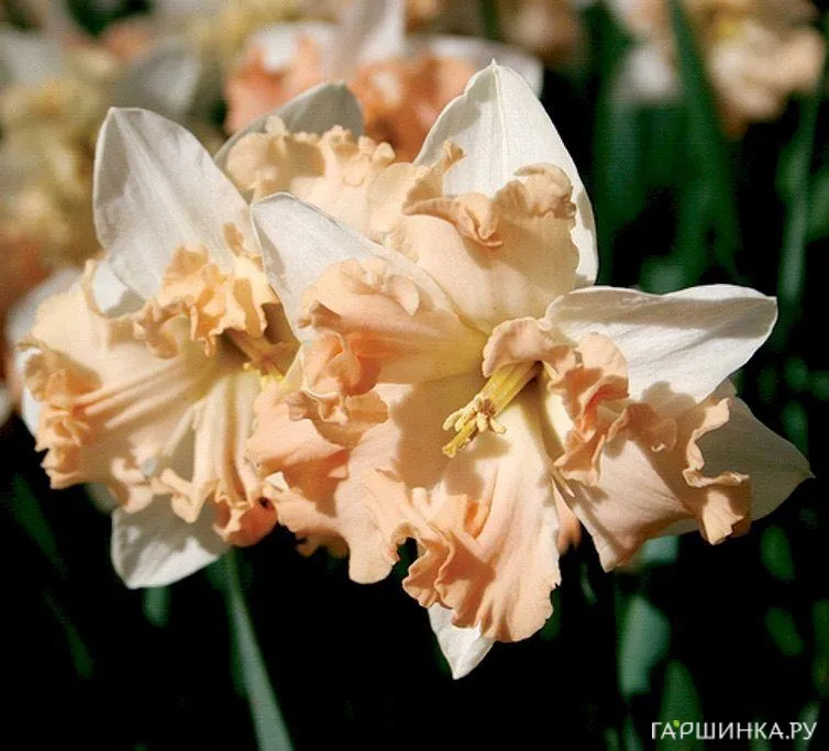 Нарцисс Вальц 5шт.