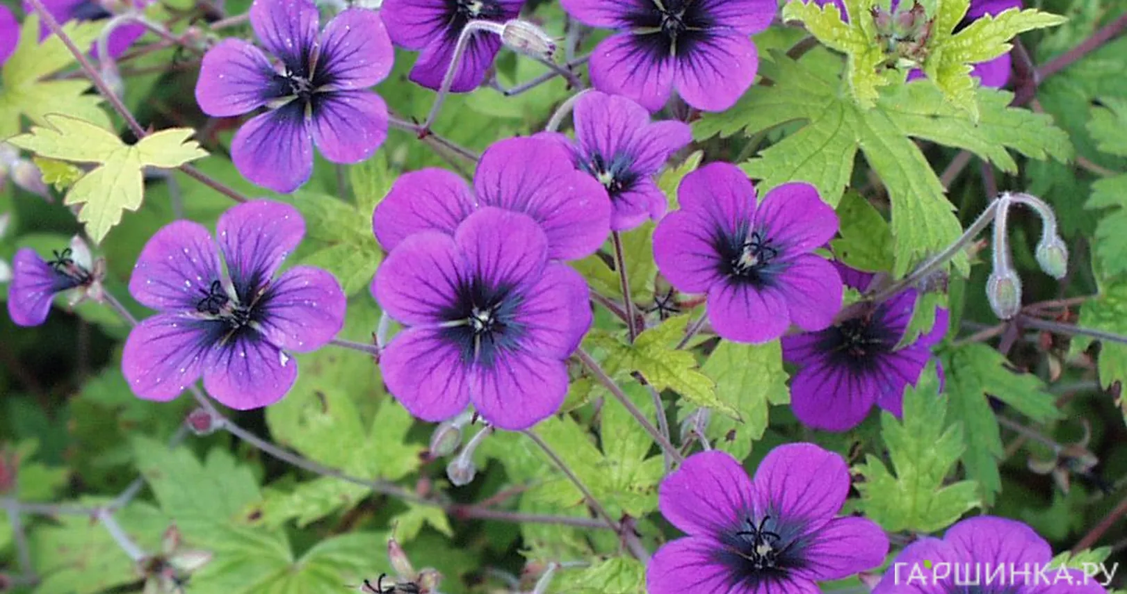 Герань садовая Энн Томпсон