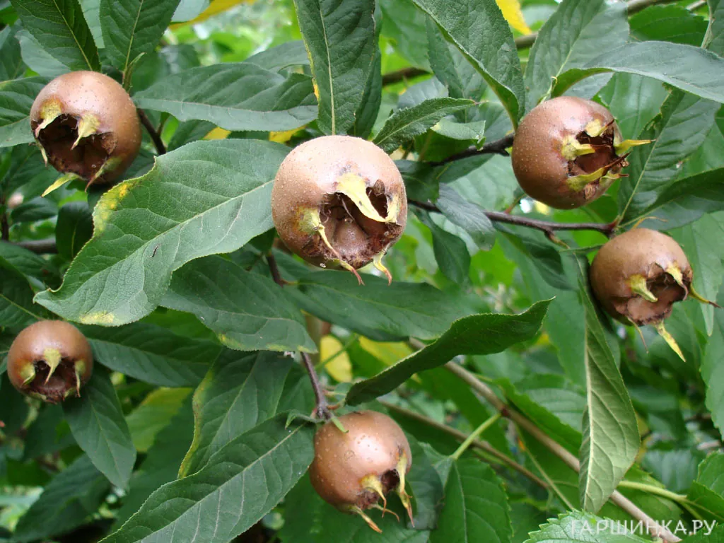 Мушмула германская