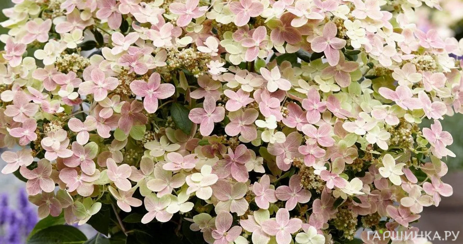 Гортензия Полистар (Полярная звезда) метельчатая