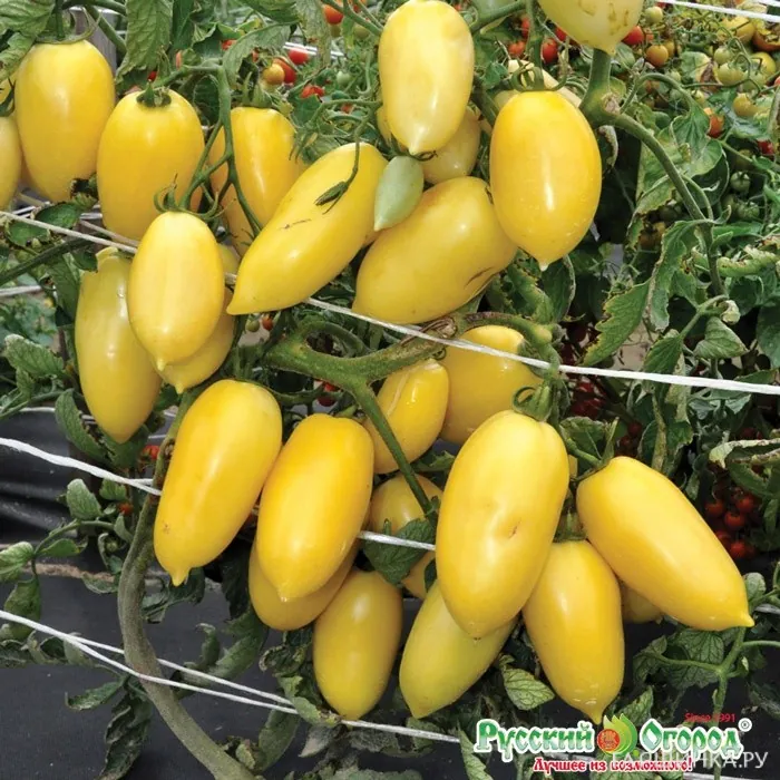 Томат Московский деликатес сливочный F1 (Вкуснятина) 10шт