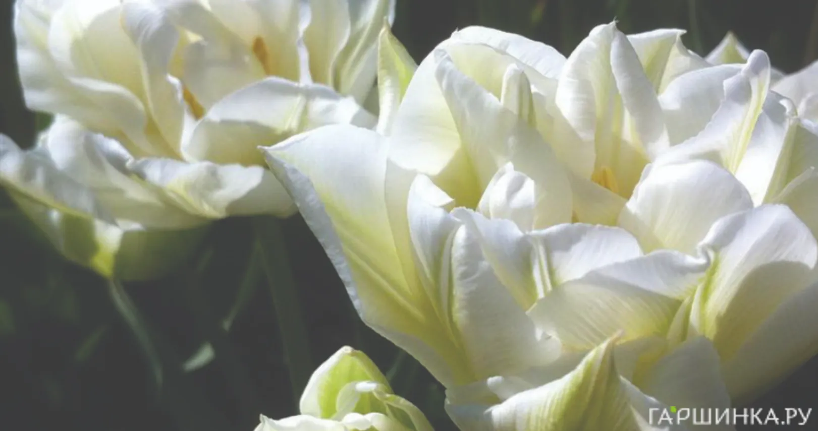 Тюльпан Мондиаль махровый ранний 5шт