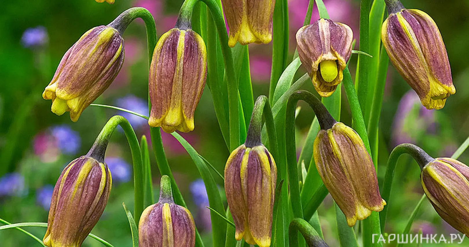 Рябчик Ува Вульпис