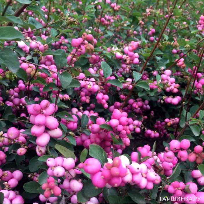 Снежноягодник Мэджик Берри