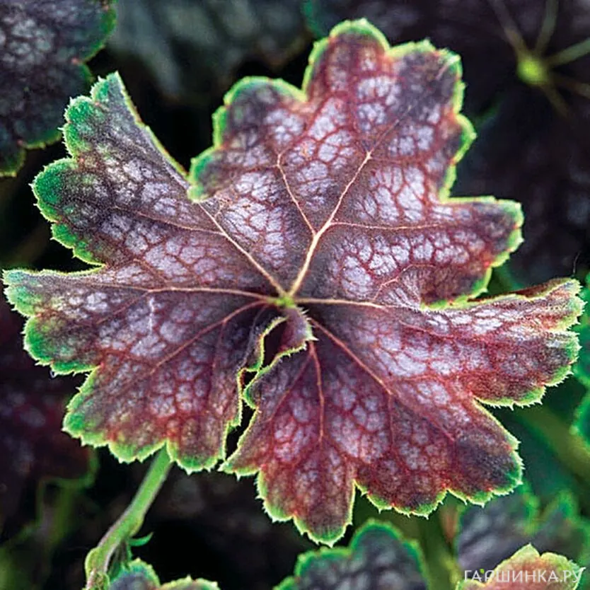 Гейхера Бьюти Колор