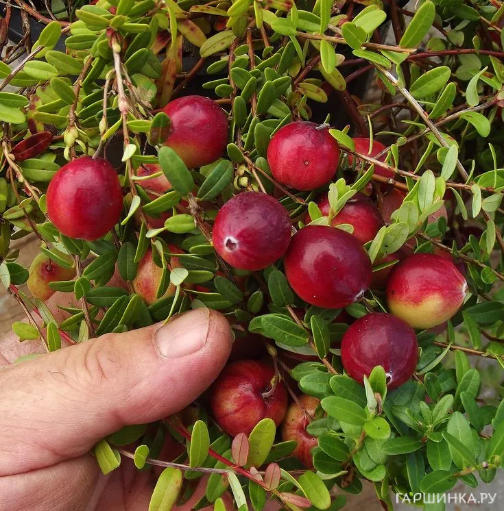 Клюква Стивенс крупноплодная