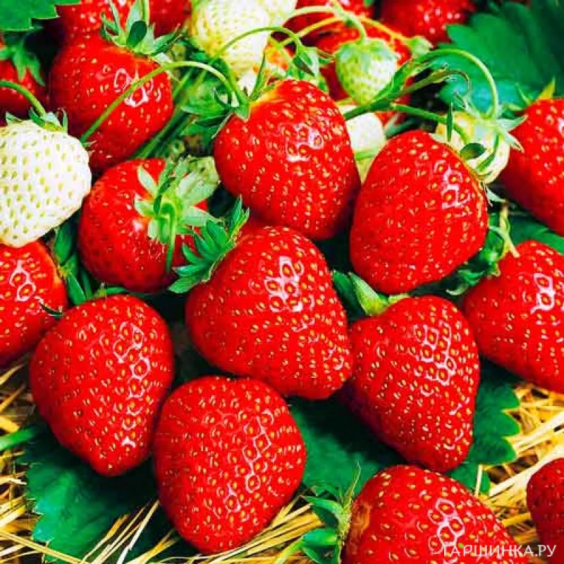 Земляника Вечность