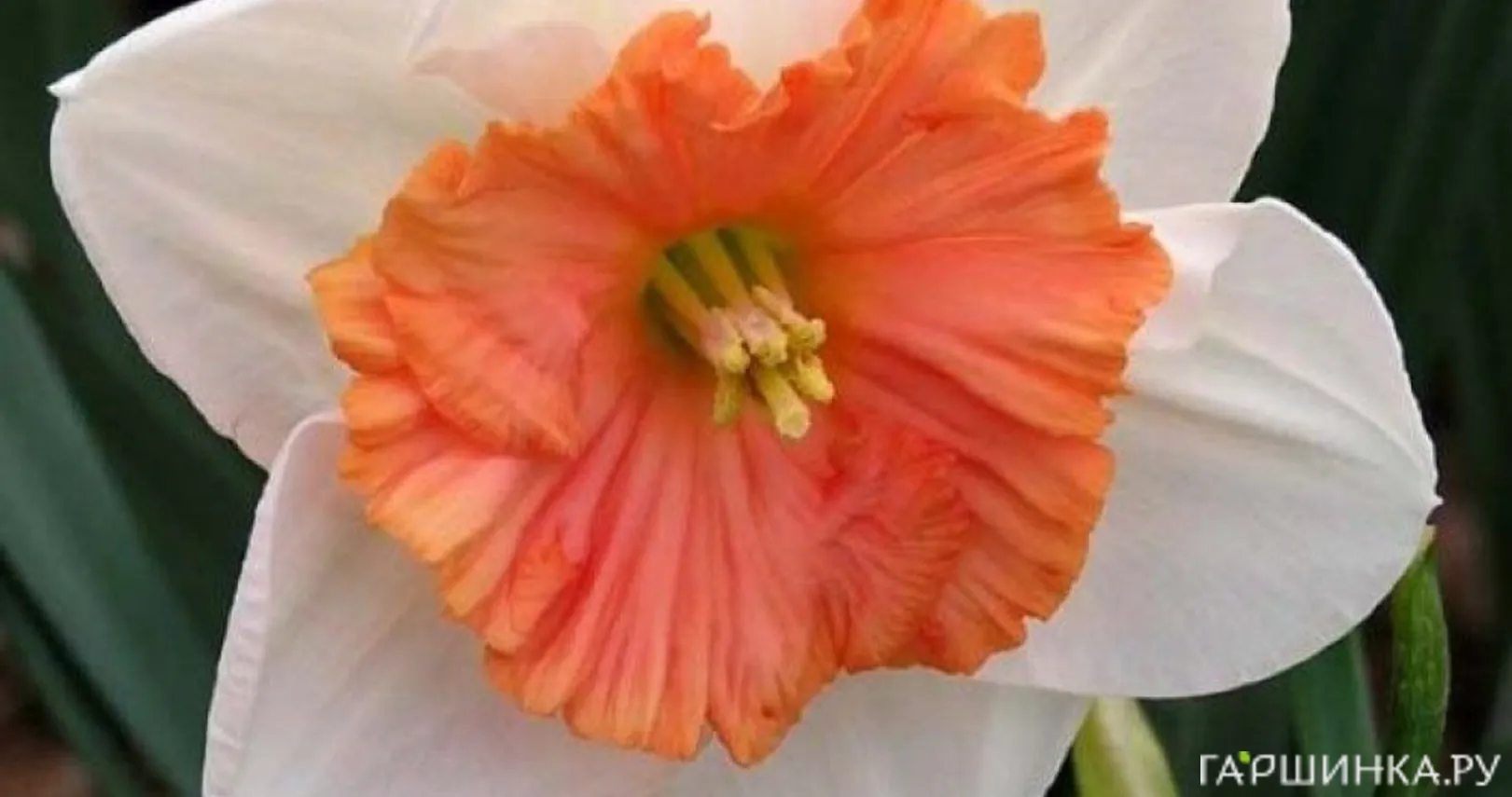 Нарцисс Риот крупнокорончатый 5шт.