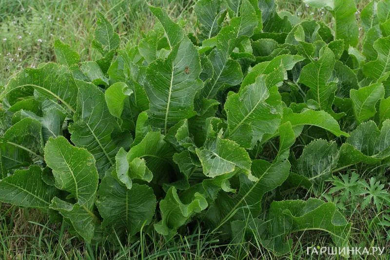 Хрен обыкновенный