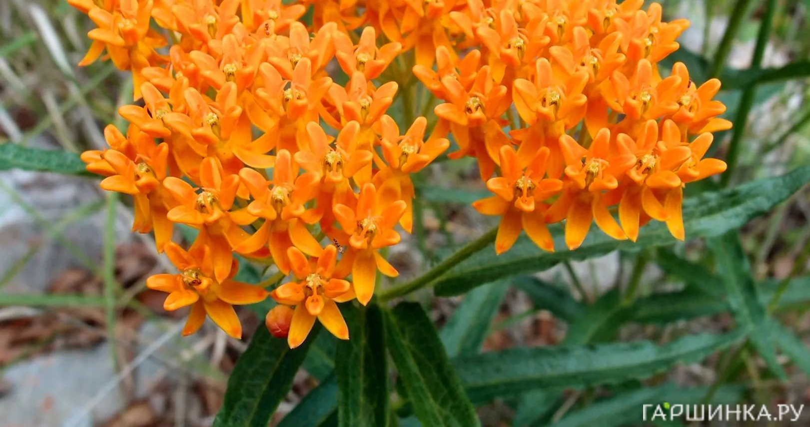 Ваточник клубненосный