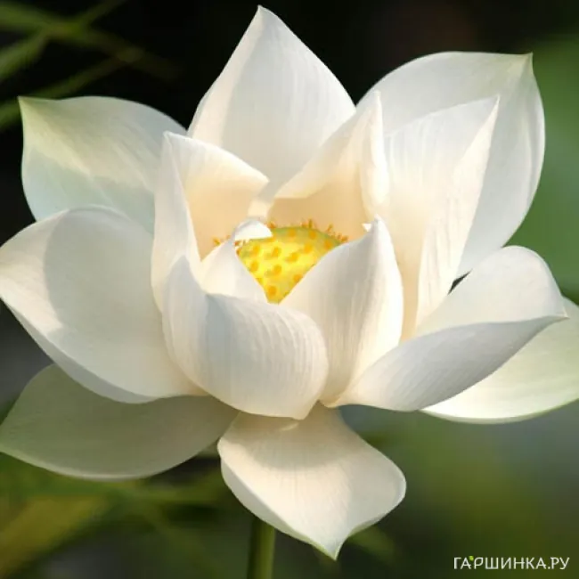 Лотос белый