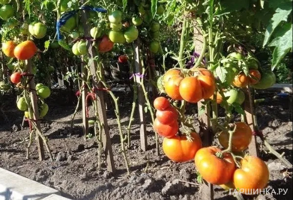 Томат Бердский крупный 20 шт