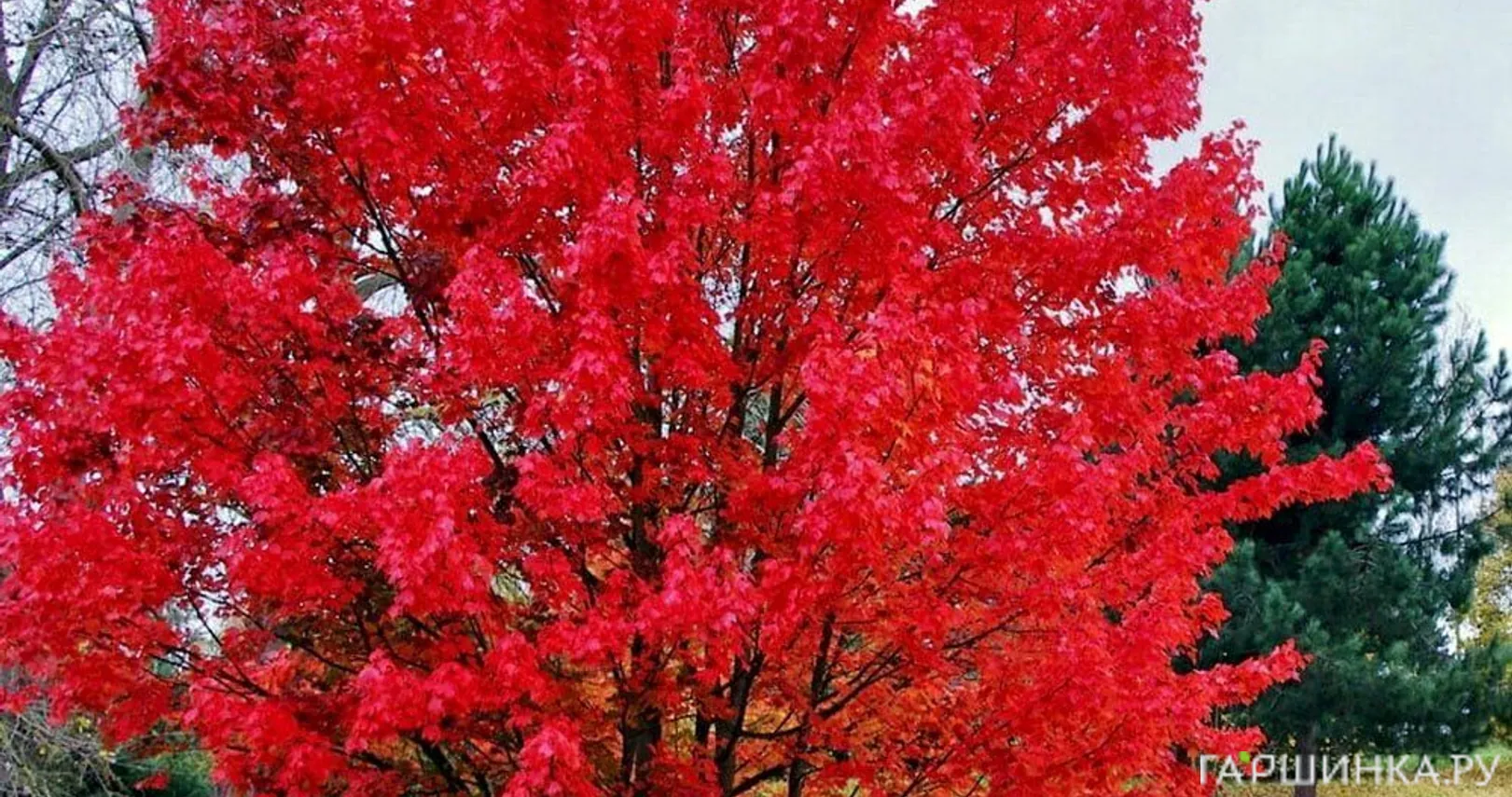 Клен красный Октобер Глори