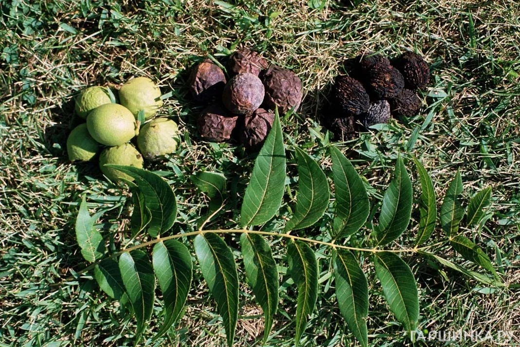 Орех черный