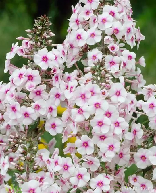 Флокс Дельта пирамидальный