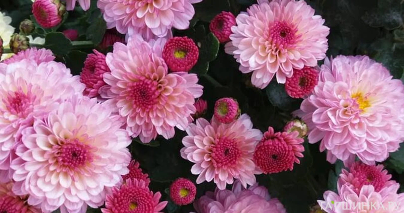Хризантема мультифлора Джиджи Пинк