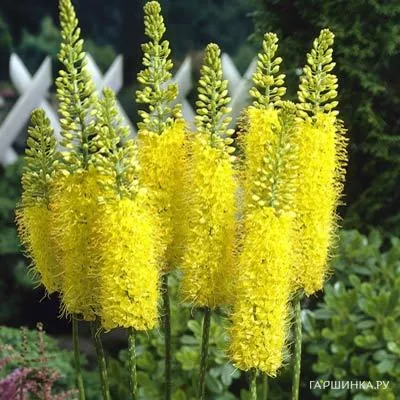 Эремурус Манимэйкер