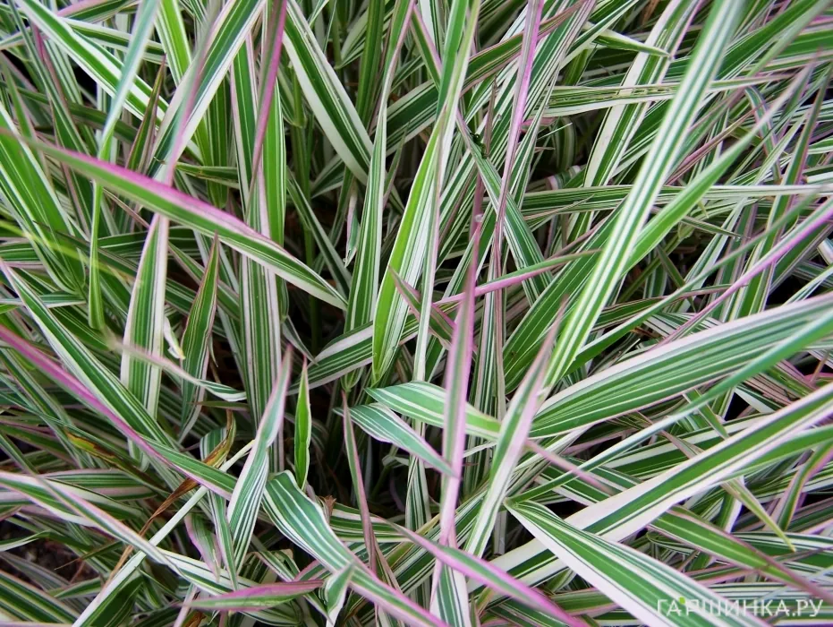 Фалярис Пикта