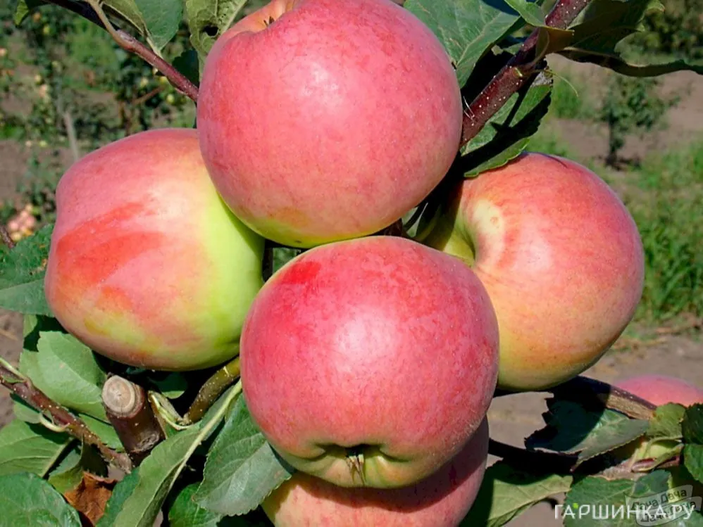 Яблоня Флагман
