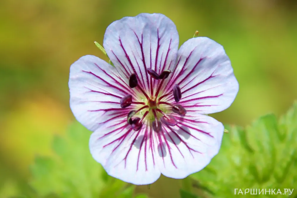 Герань Валлиха Кристал Лэйк