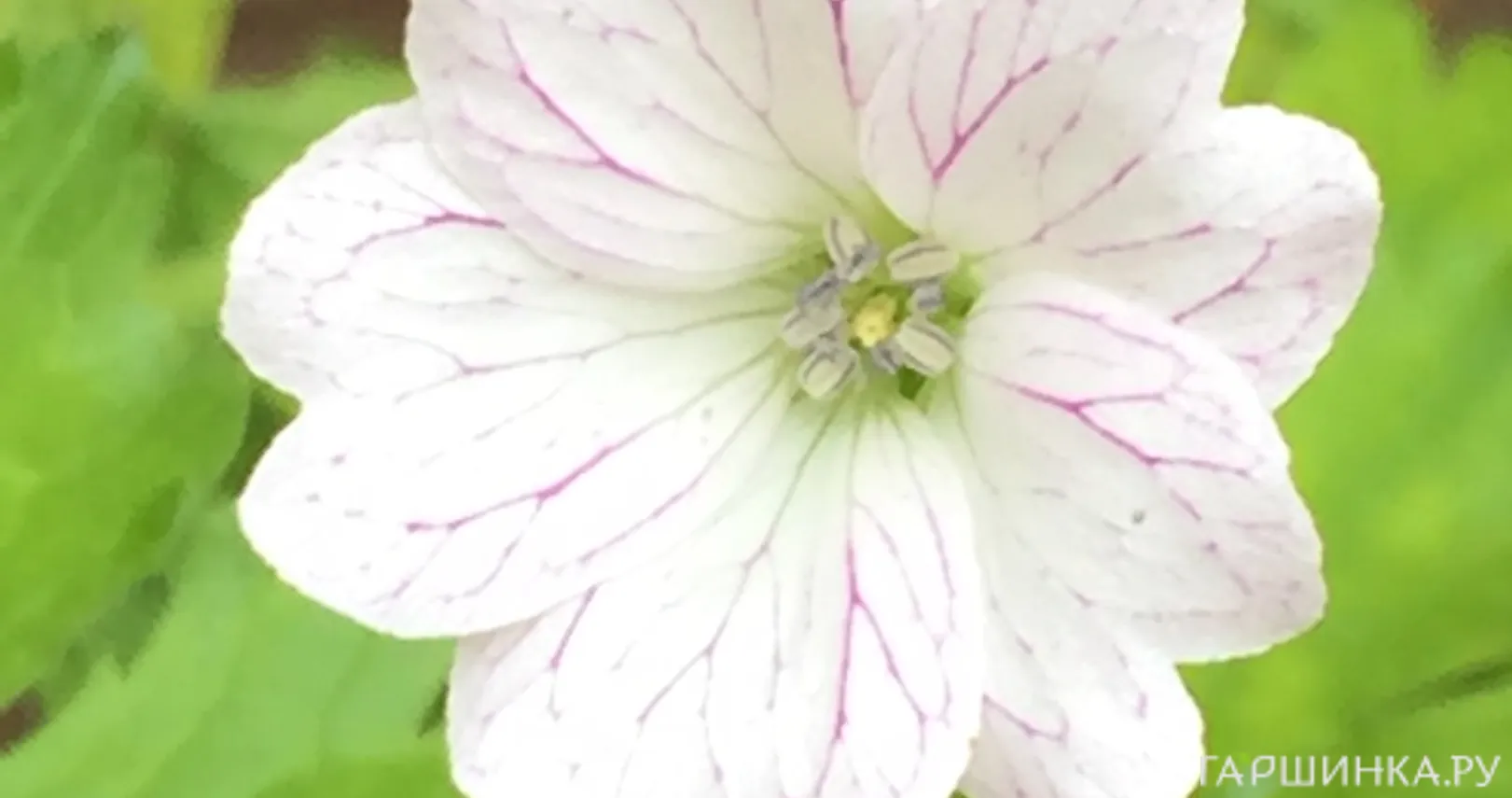 Герань садовая Тесс