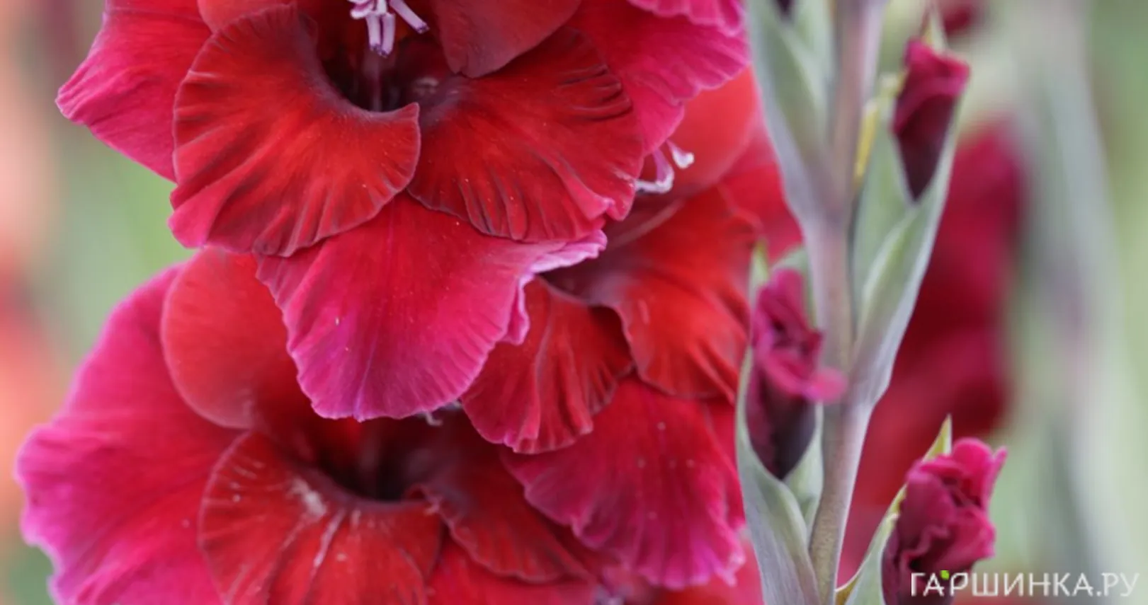 Гладиолус Плам Тарт 5 шт