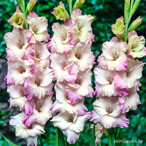 Гладиолус Тампере крупноцветковый