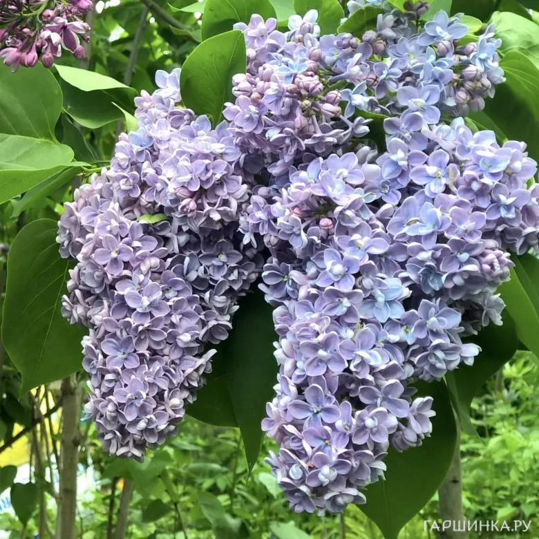 Сирень обыкновенная Президент Греви на штамбе 80 см