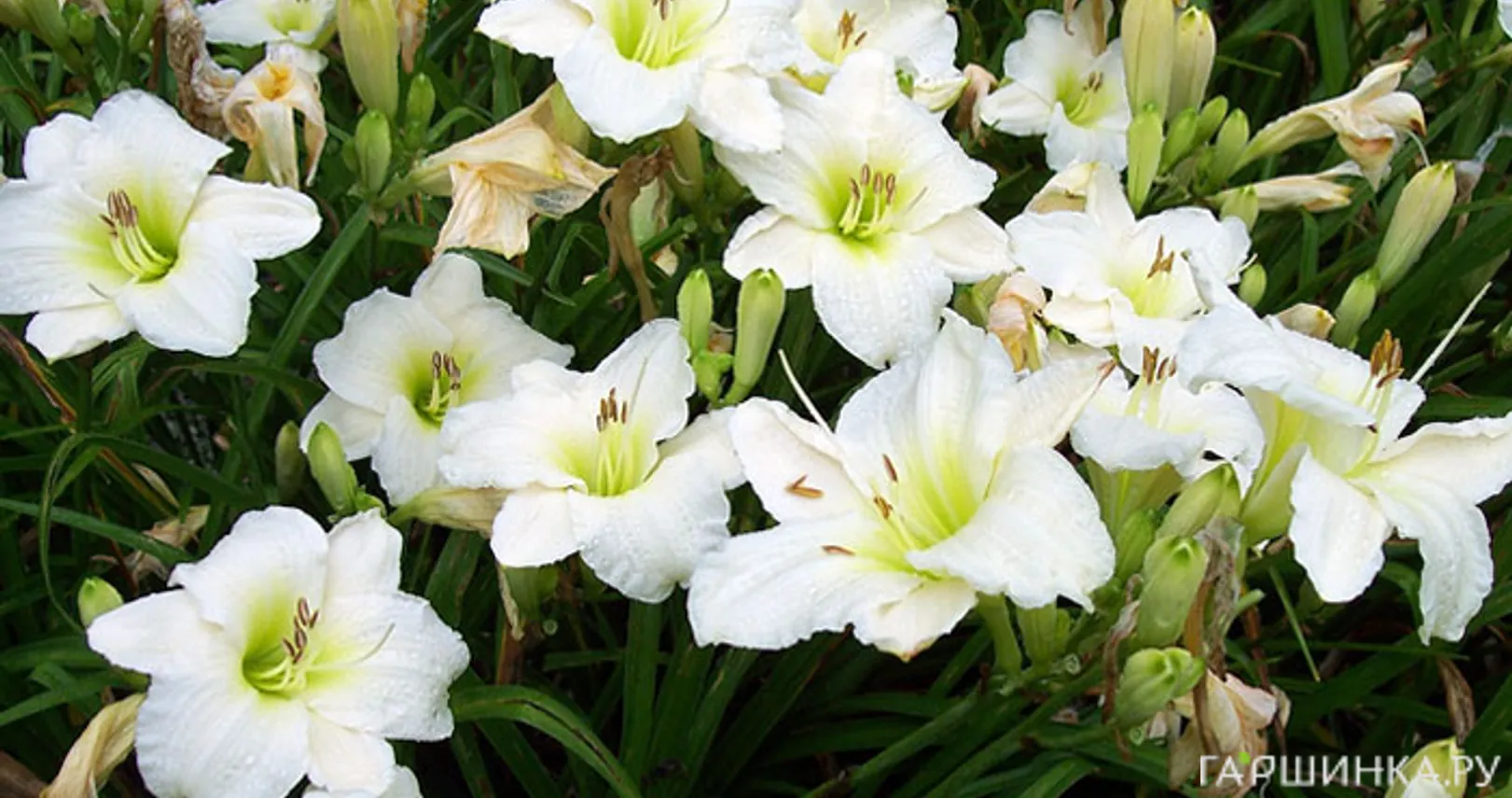 Лилейник Джентл Шеферд