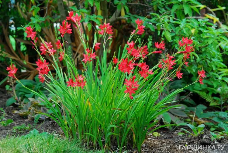 Схизостилис ярко-красный