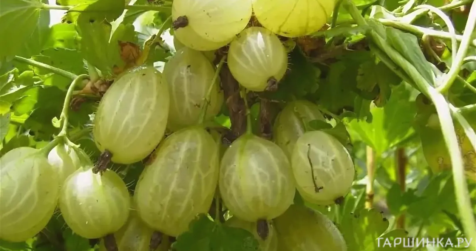 Крыжовник Инвикта