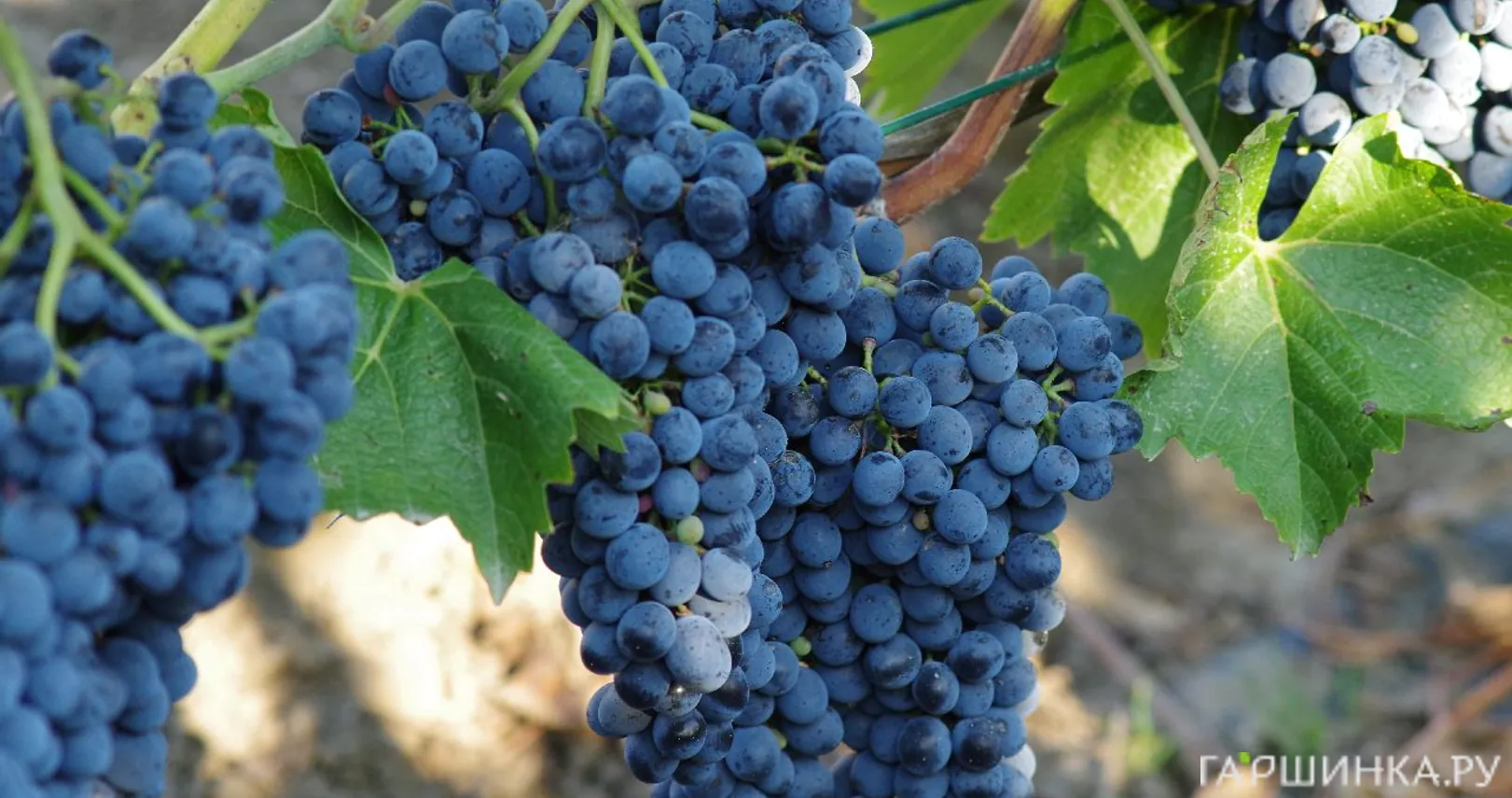 Виноград Каберне Кантор