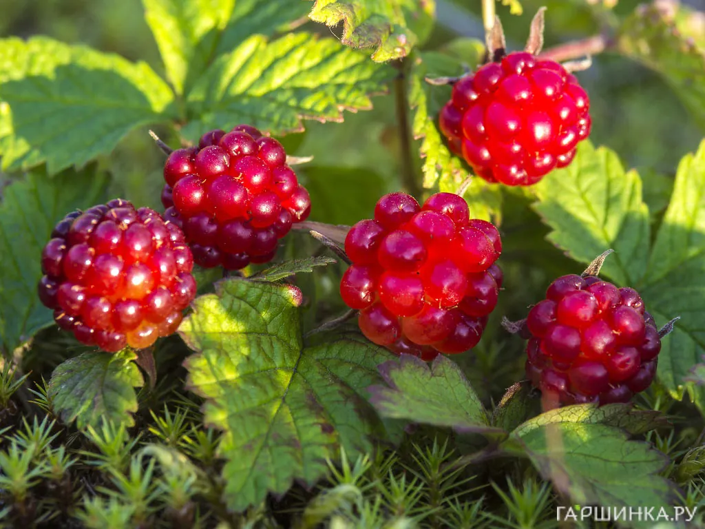 Княженика София