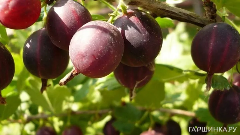 Крыжовник Ленинградец