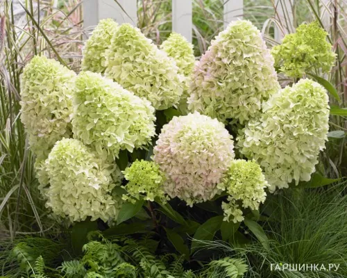 Гортензия Литл Фреско/Литл Фрайз (Маленькая фреска) метельчатая