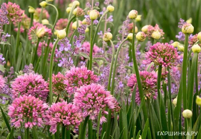 Лук декоративный Розеум 10 шт