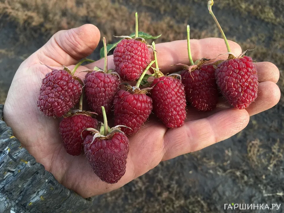 Малина Конек-горбунок ранняя (от автора сорта!)