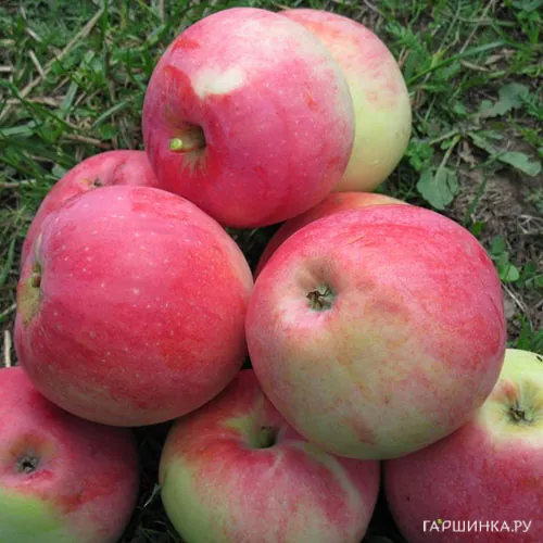 Яблоня Министр Кисилев с/п