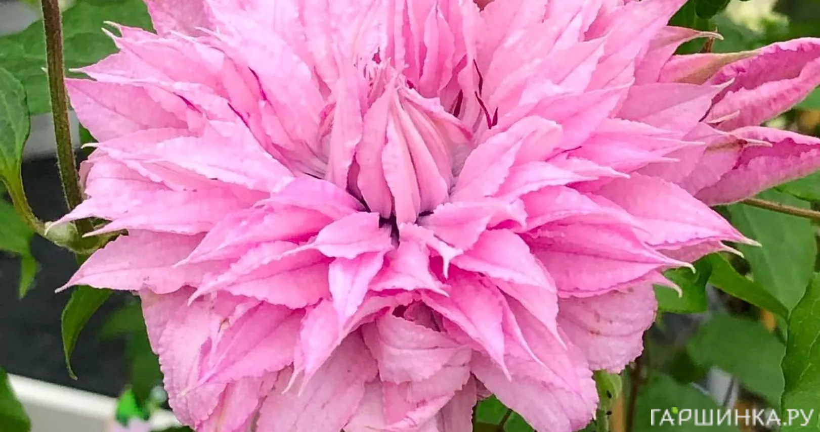 Клематис Мульти Пинк махровый  (2)