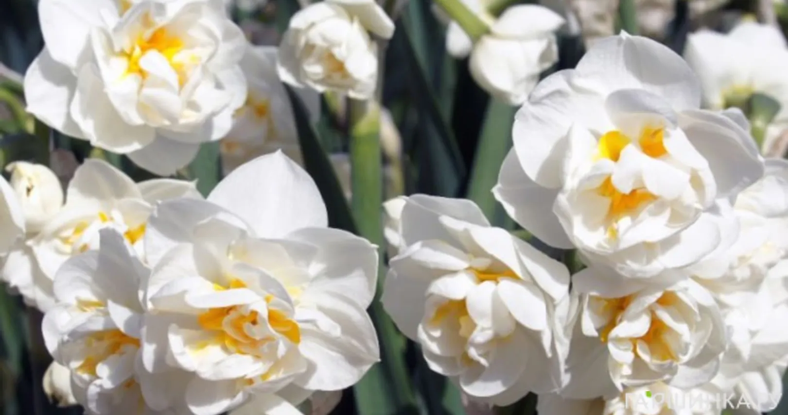 Нарцисс Бридал Краун махровый 5шт