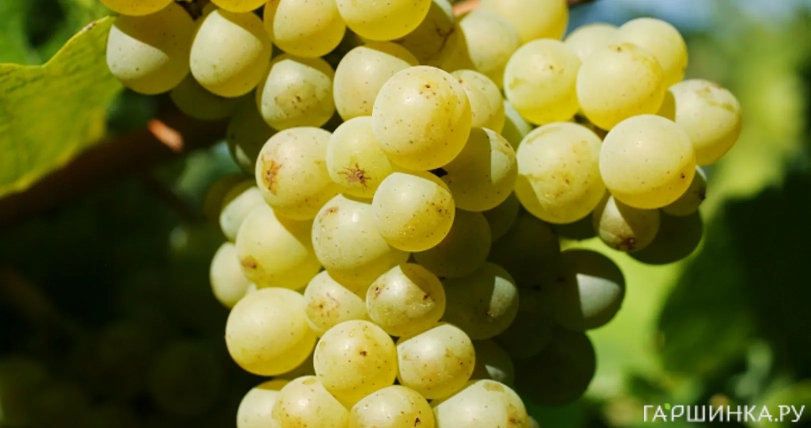 Виноград Пино Блан