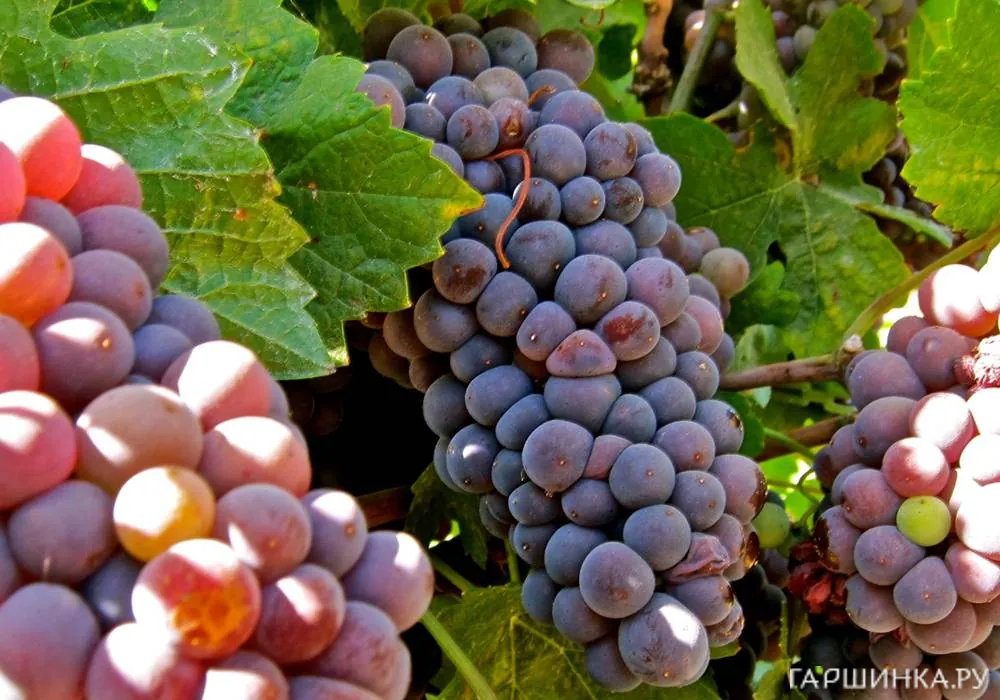 Виноград Пино Гри