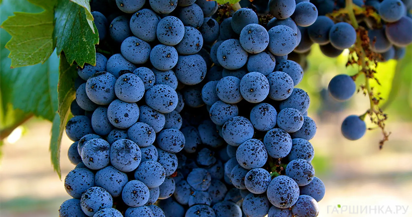 Виноград Пино Нуар