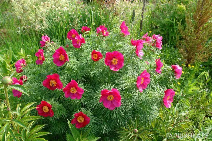 Пион уклоняющийся (Марьин корень)