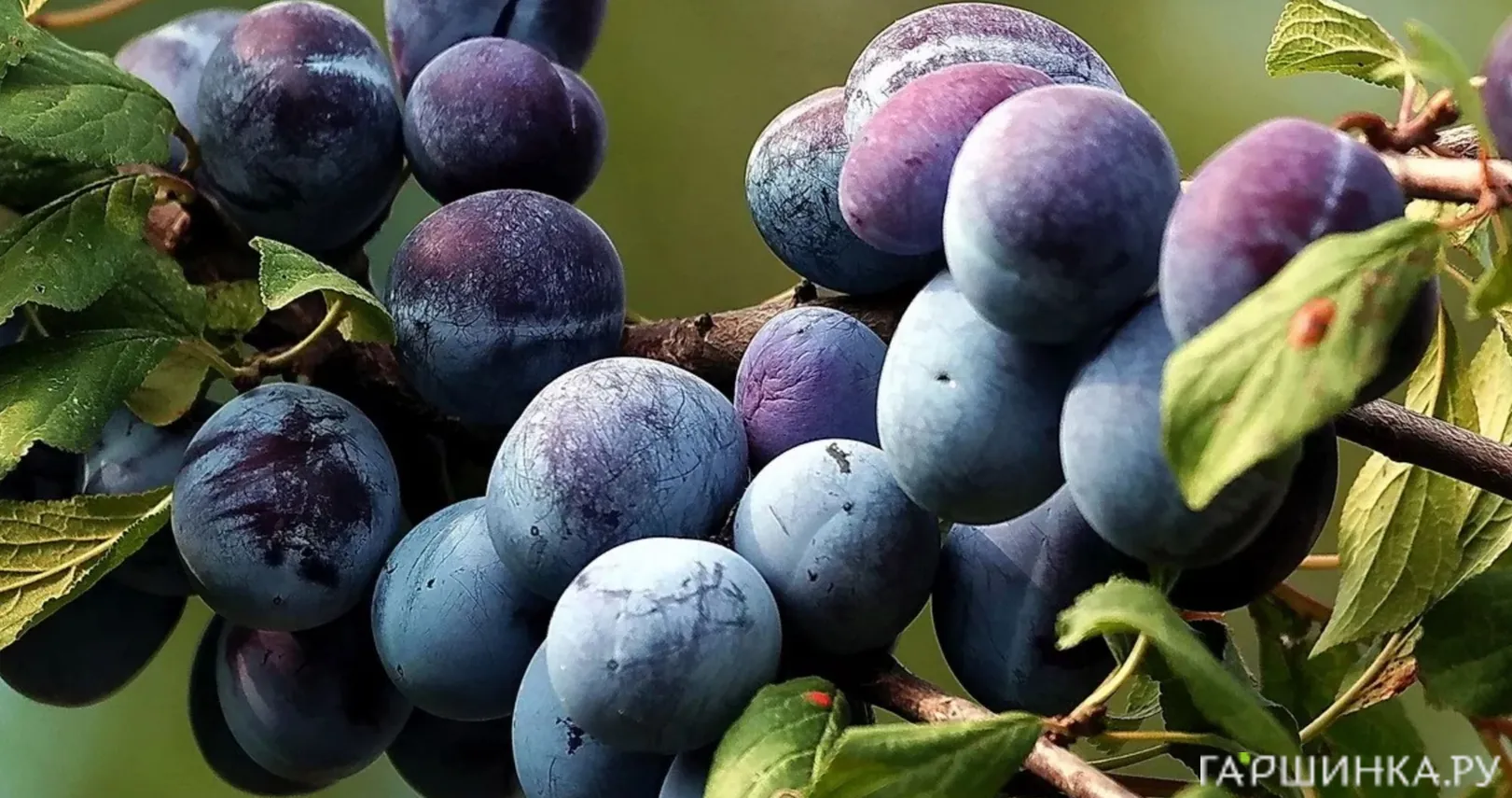 Слива Поздняя сладкая