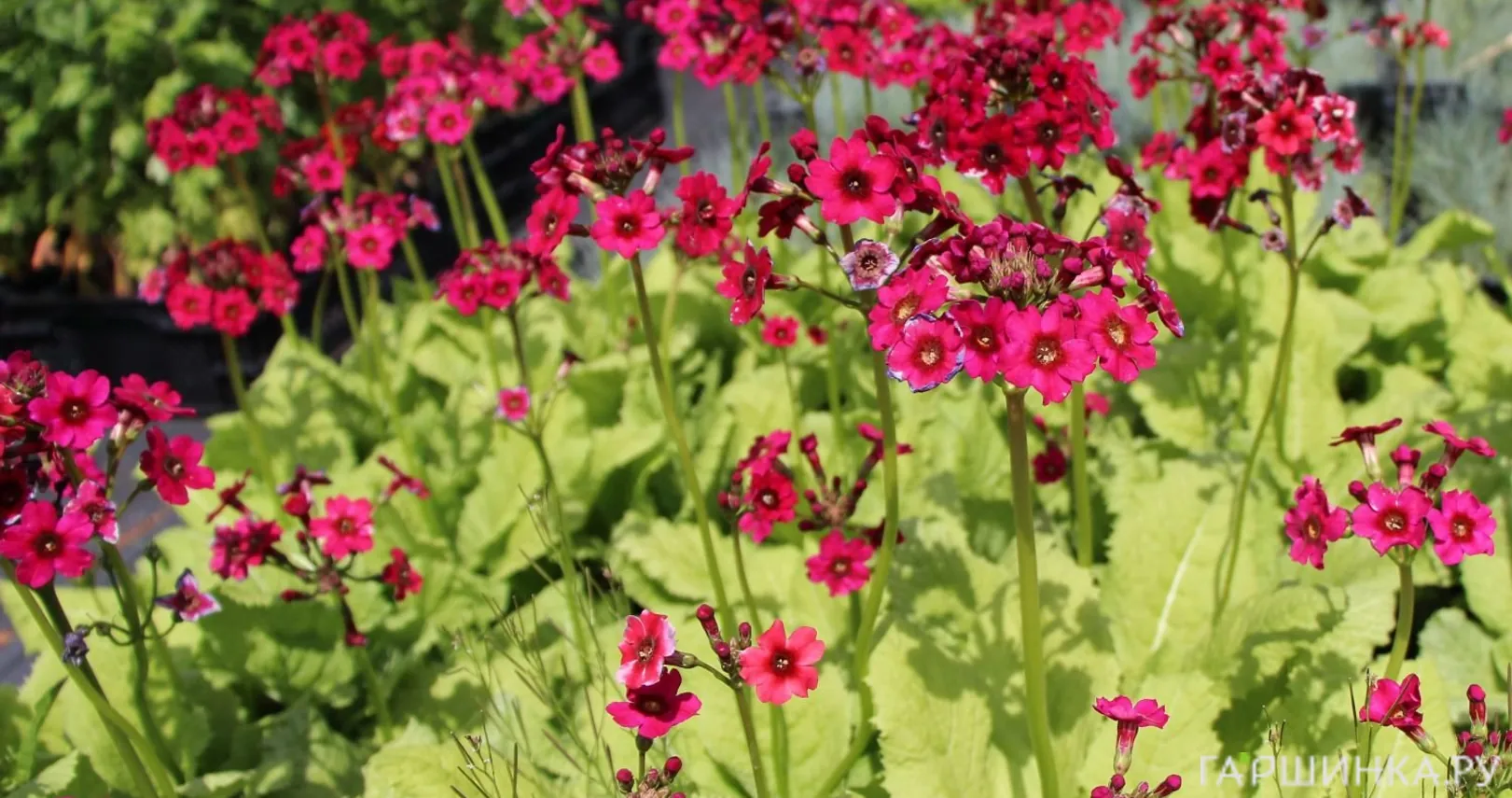 Примула японская Миллерс Кримсон